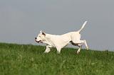 DOGUE ARGENTIN 381